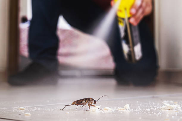 Best Termite Control Services  in USA